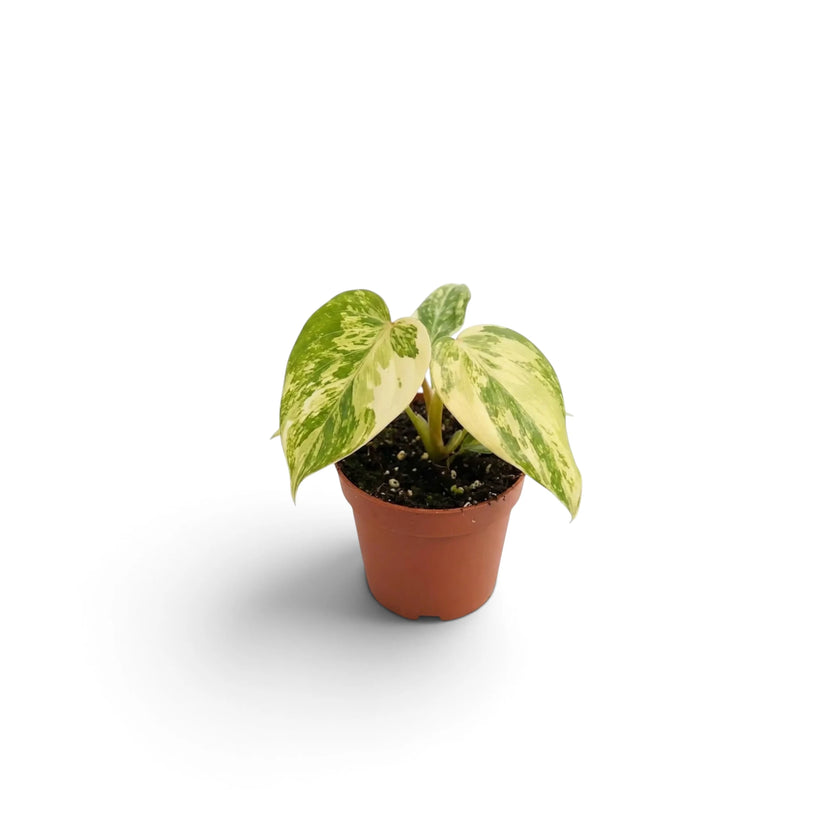 Philodendron gloriosum variegata baby plant with velvet leaves and irregular pale variegation