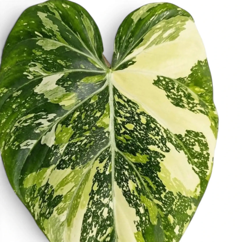 Samtiges, herzförmiges Blatt von Philodendron gloriosum variegata mit unregelmäßiger heller Panaschierung
