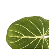 Philodendron gloriosum 'Zebra' leaf detail on white background.