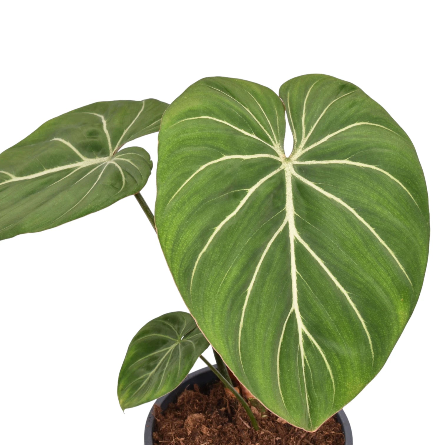 Philodendron gloriosum 'Zebra', Bold Veined Gloriosum Form