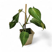 Philodendron 'Glorious' (gloriosum x melanochrysum) potted plant in nursery pot on white background.