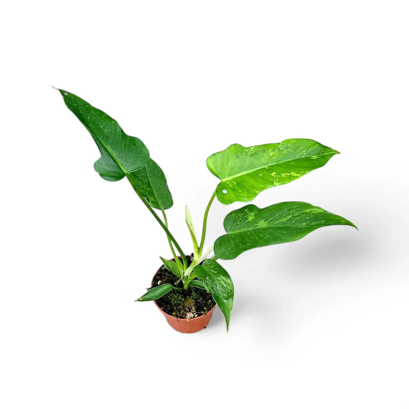 Philodendron 'Golden dragon' ('Lime Fiddle') Zimmerpflanze im Anzuchttopf vor weißem Hintergrund, Produktfoto 2.