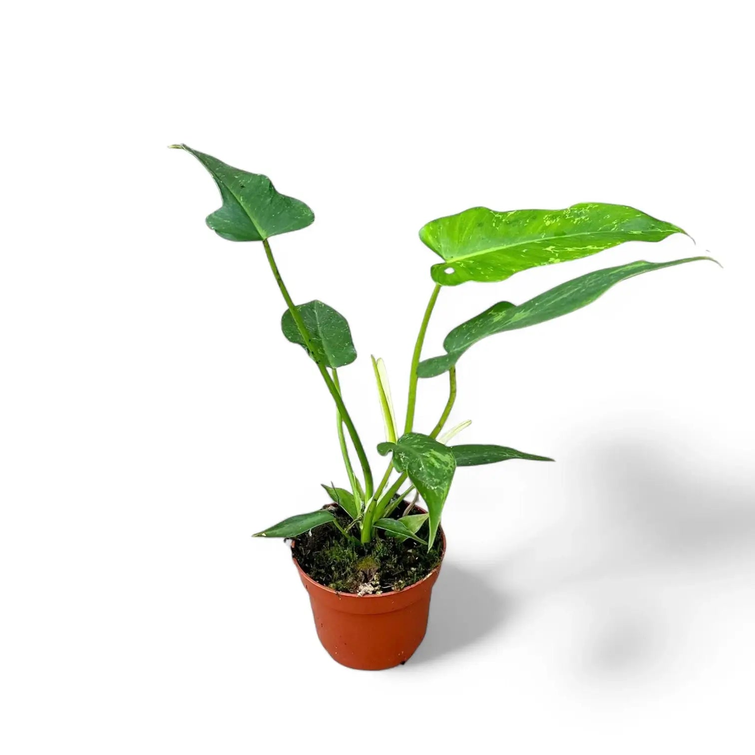 Philodendron 'Golden dragon' ('Lime Fiddle') potted plant in nursery pot on white background.