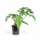 Philodendron 'Golden dragon' ('Lime Fiddle') potted plant in nursery pot on white background.