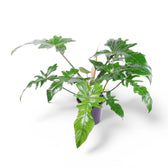 Philodendron 'Golden dragon' ('Lime Fiddle') potted plant in nursery pot on white background.