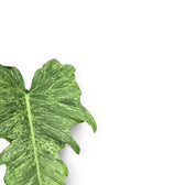 Philodendron 'Golden dragon' ('Lime Fiddle') potted plant in nursery pot on white background.