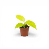 Philodendron Golden Violin als Jungpflanze im Kulturtopf.