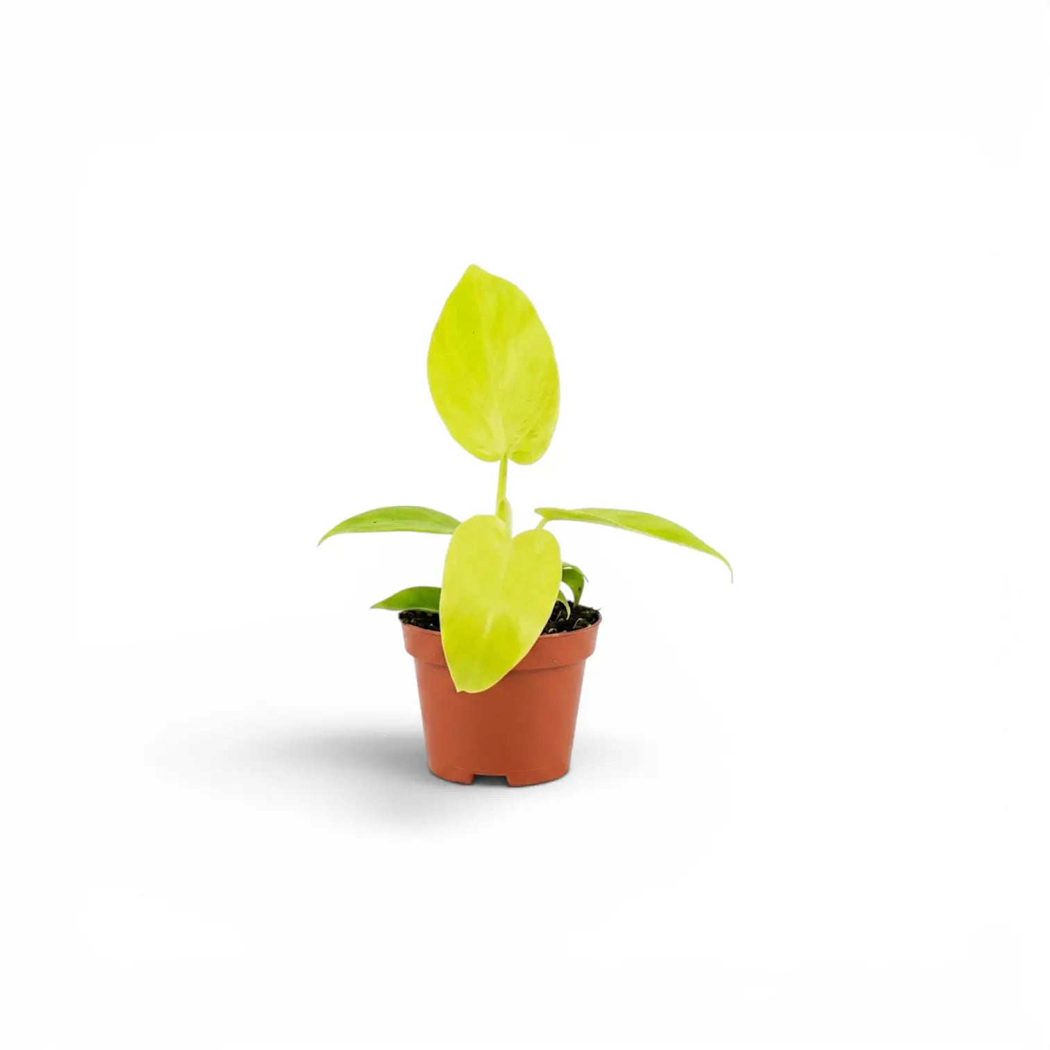 Philodendron Golden Violin als Jungpflanze im Kulturtopf.