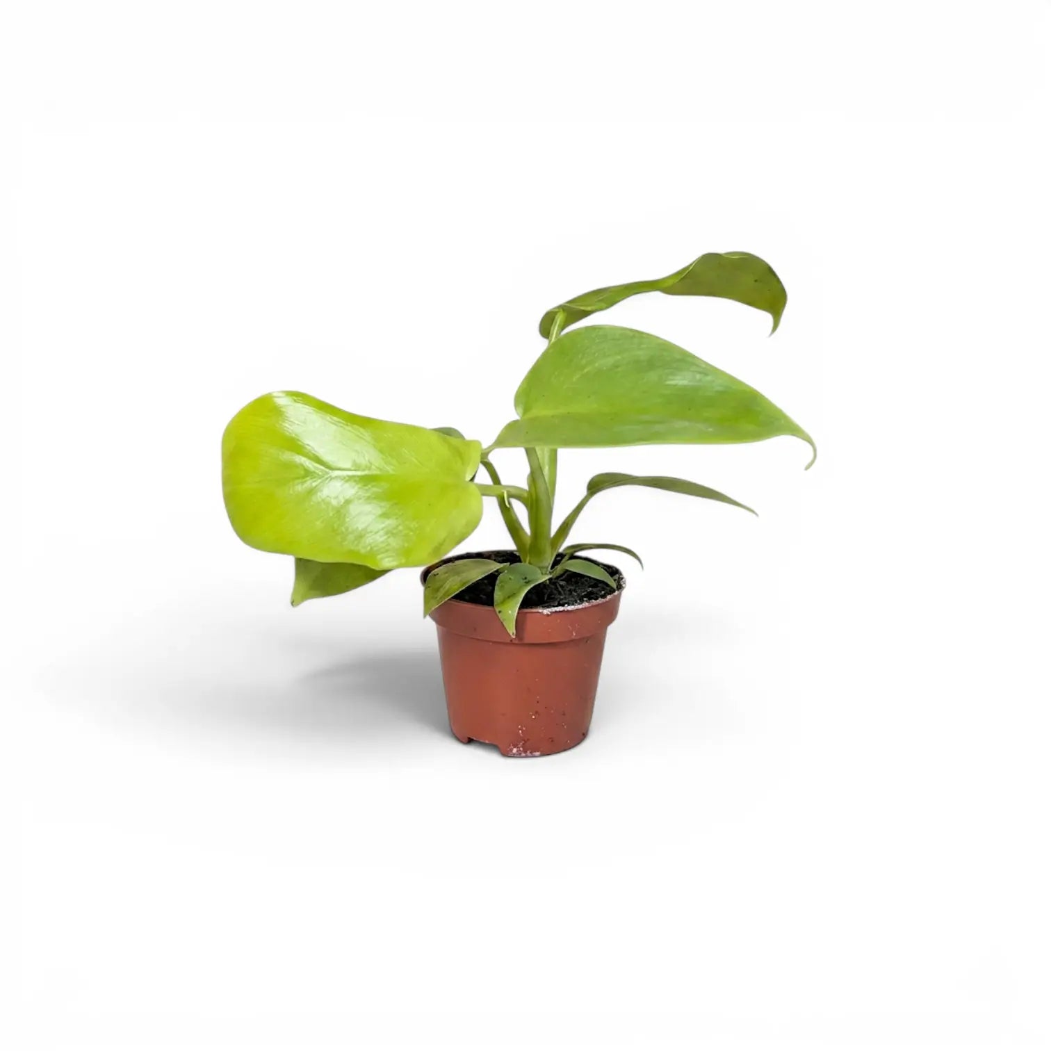 Philodendron Golden Violin als Jungpflanze im Kulturtopf.