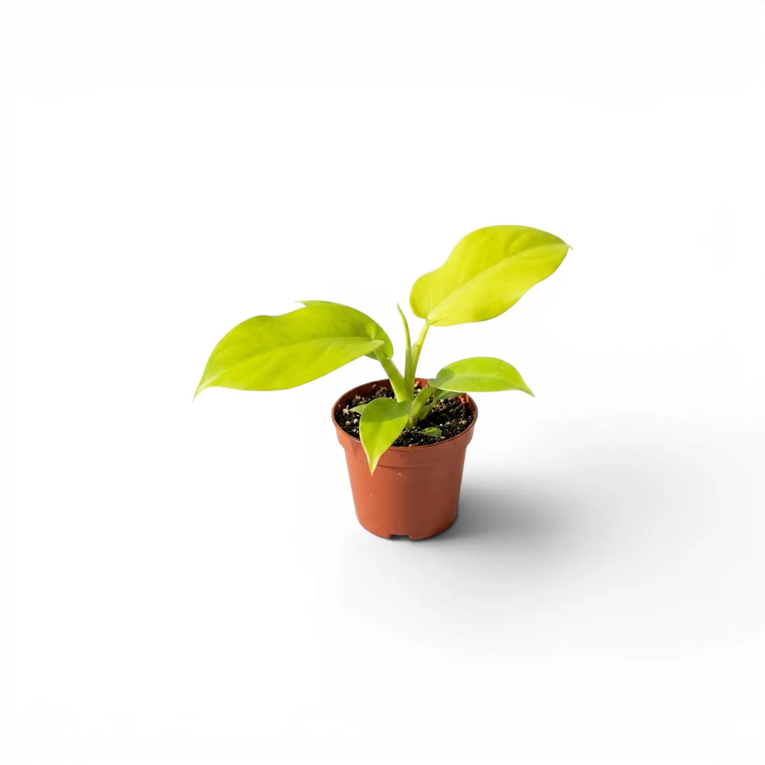 Philodendron Golden Violin als Jungpflanze im Kulturtopf.
