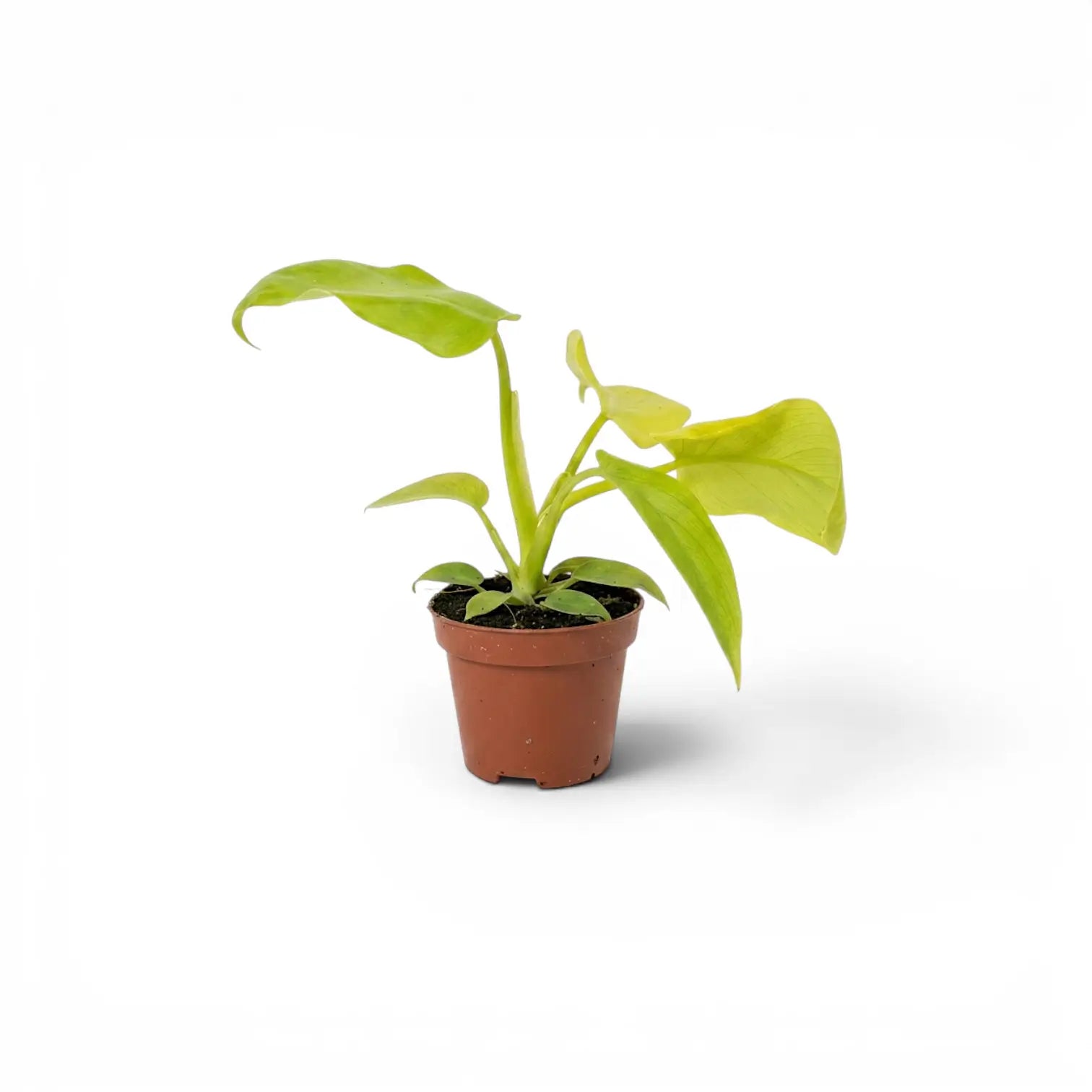 Philodendron Golden Violin als Jungpflanze im Kulturtopf.