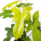 Nahaufnahme der geigenförmigen grünen Blätter von Philodendron Golden Violin.