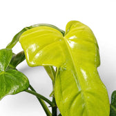 Nahaufnahme der geigenförmigen grünen Blätter von Philodendron Golden Violin.