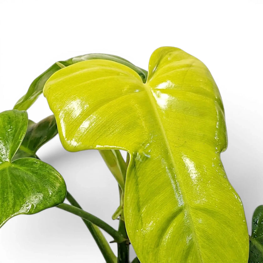 Philodendron Golden Violin foliage close-up with fiddle-shaped green leaves.