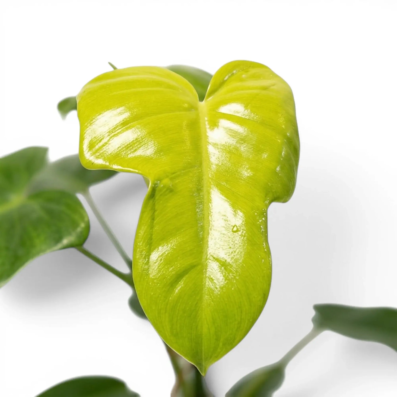 Nahaufnahme der geigenförmigen grünen Blätter von Philodendron Golden Violin.