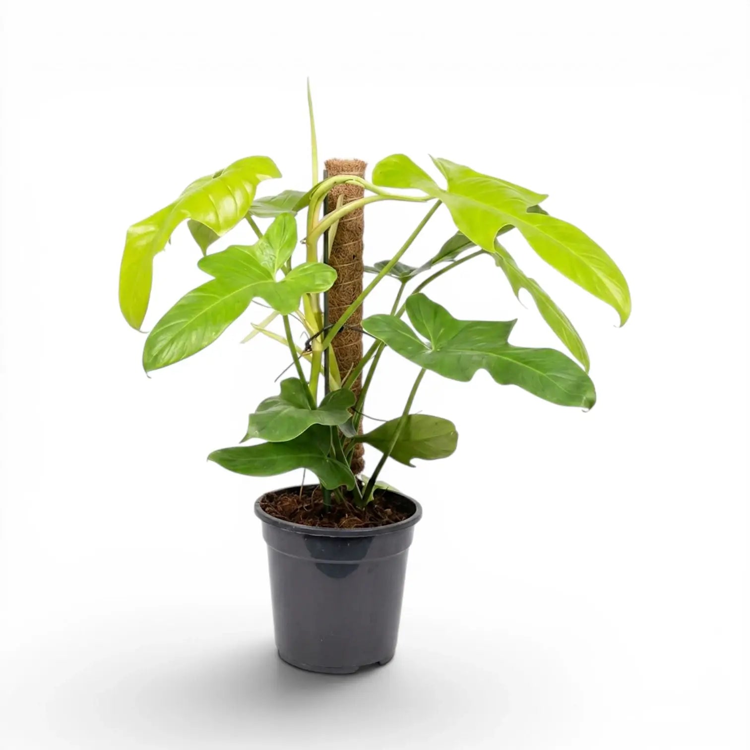 Großer Philodendron Golden Violin im Kulturtopf.