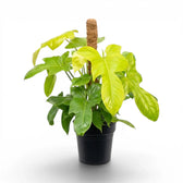 Großer Philodendron Golden Violin im Kulturtopf.