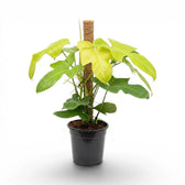 Großer Philodendron Golden Violin im Kulturtopf.
