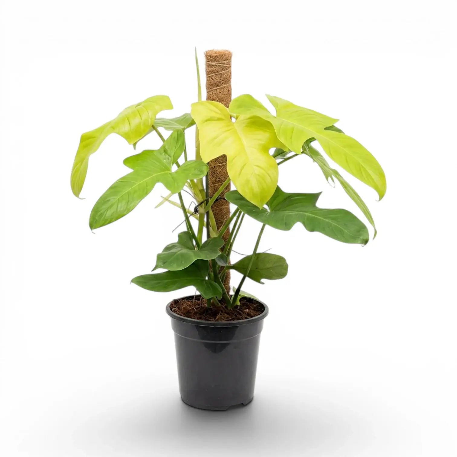 Großer Philodendron Golden Violin im Kulturtopf.