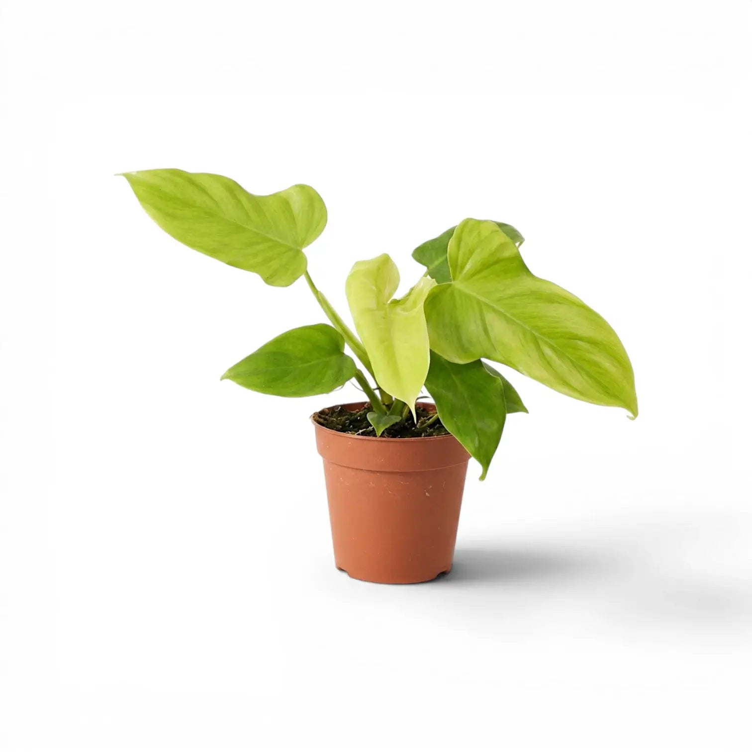 Philodendron Golden Violin im Kulturtopf.