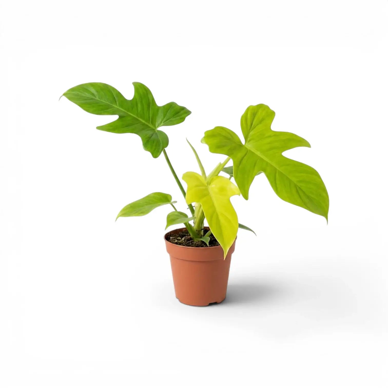 Philodendron Golden Violin im Kulturtopf.