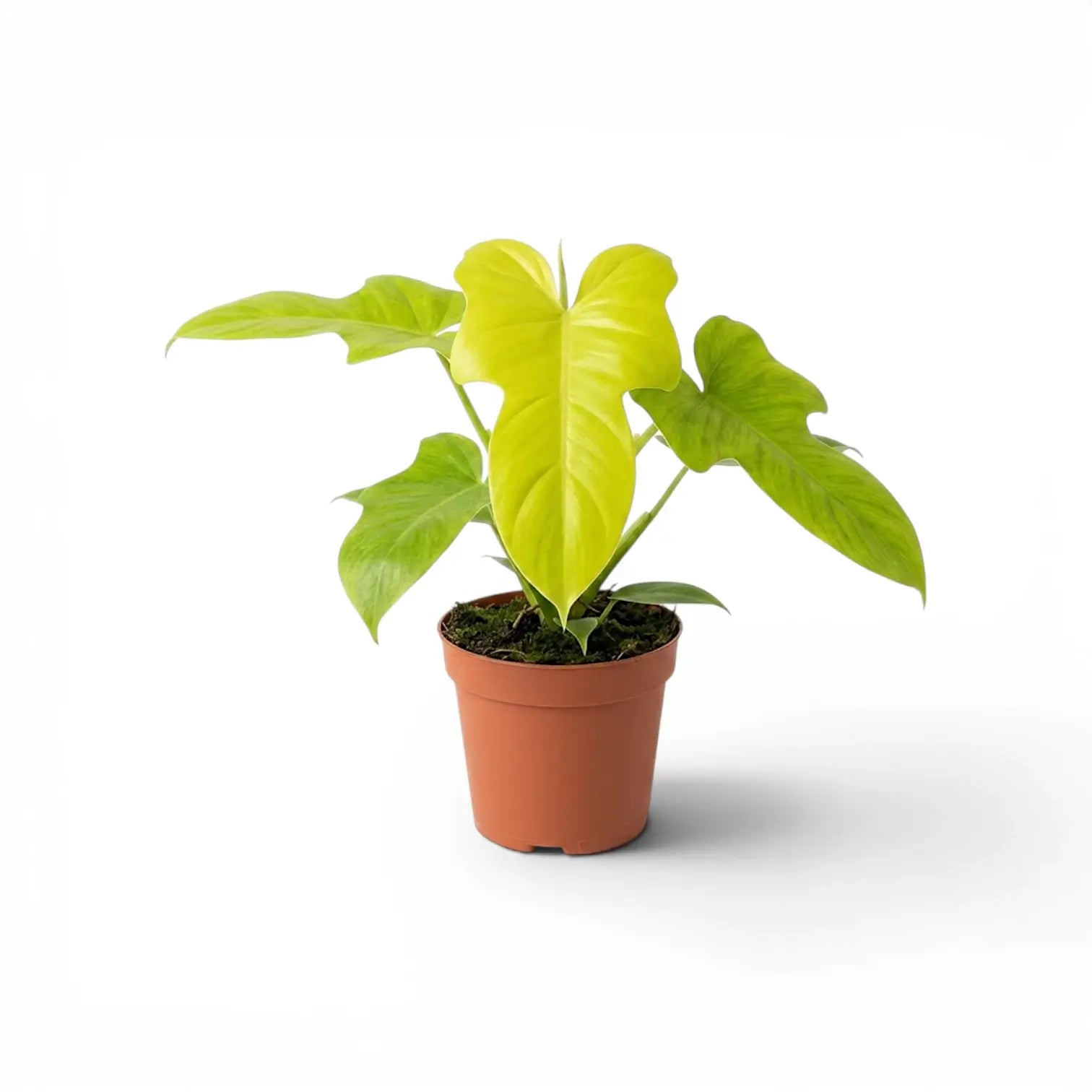 Philodendron Golden Violin im Kulturtopf.