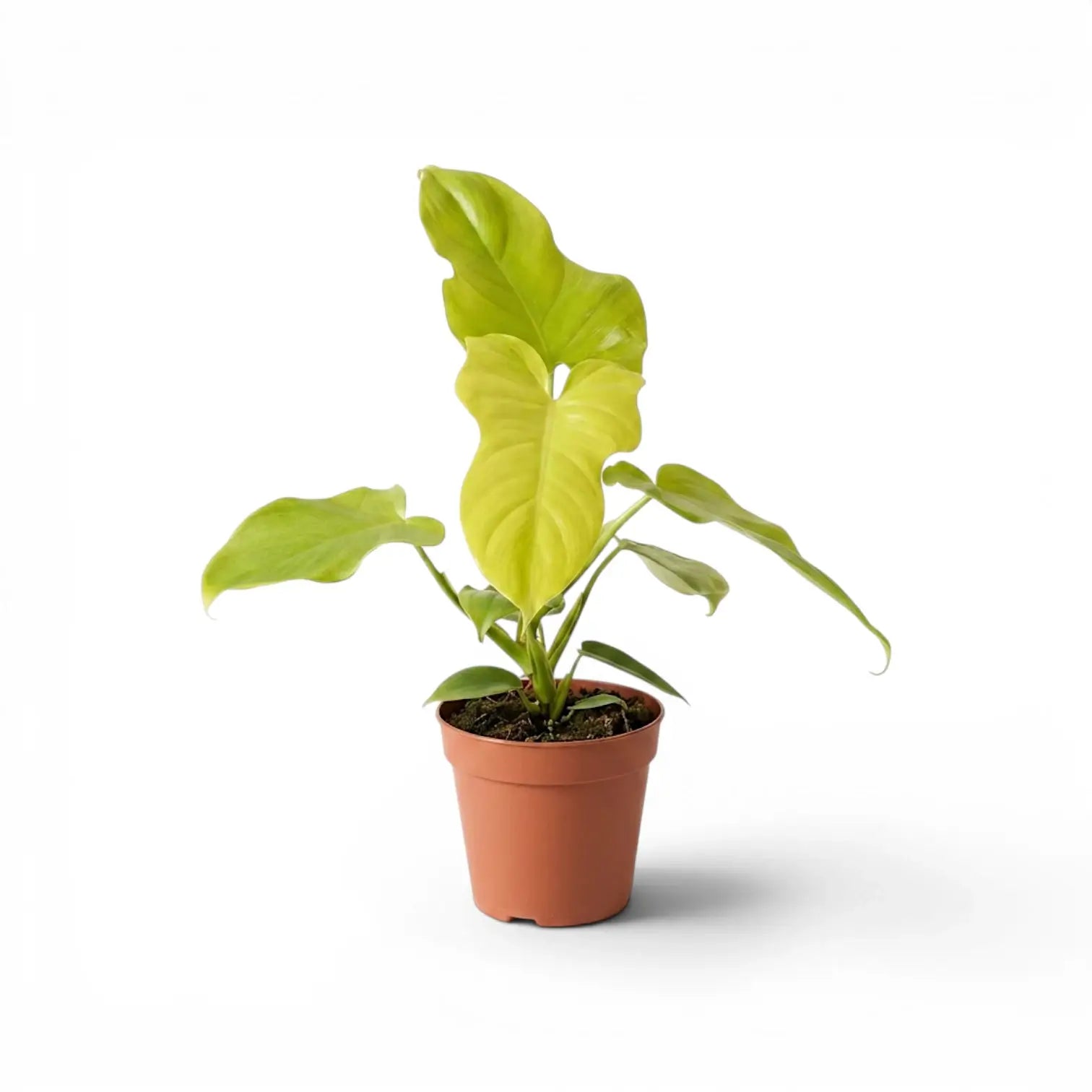 Philodendron Golden Violin im Kulturtopf.