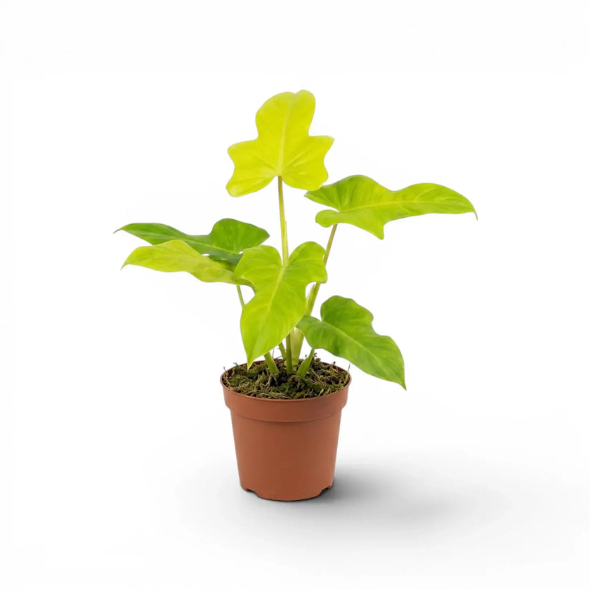 Philodendron Golden Violin plant in a nursery pot.
