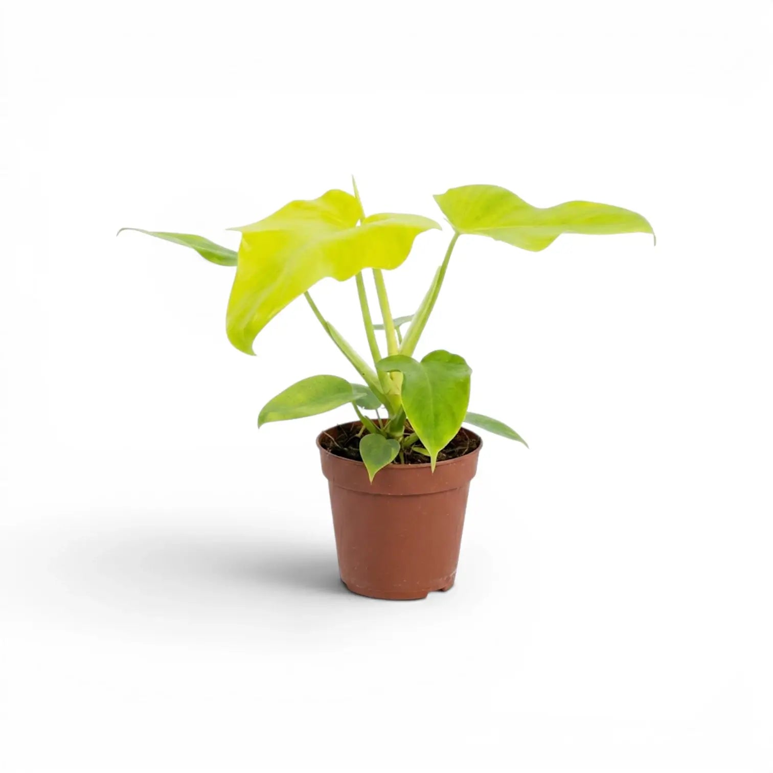 Philodendron Golden Violin im Kulturtopf.