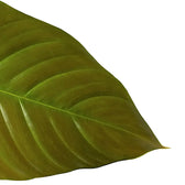 Philodendron grandipes close-up of leaf on white background.