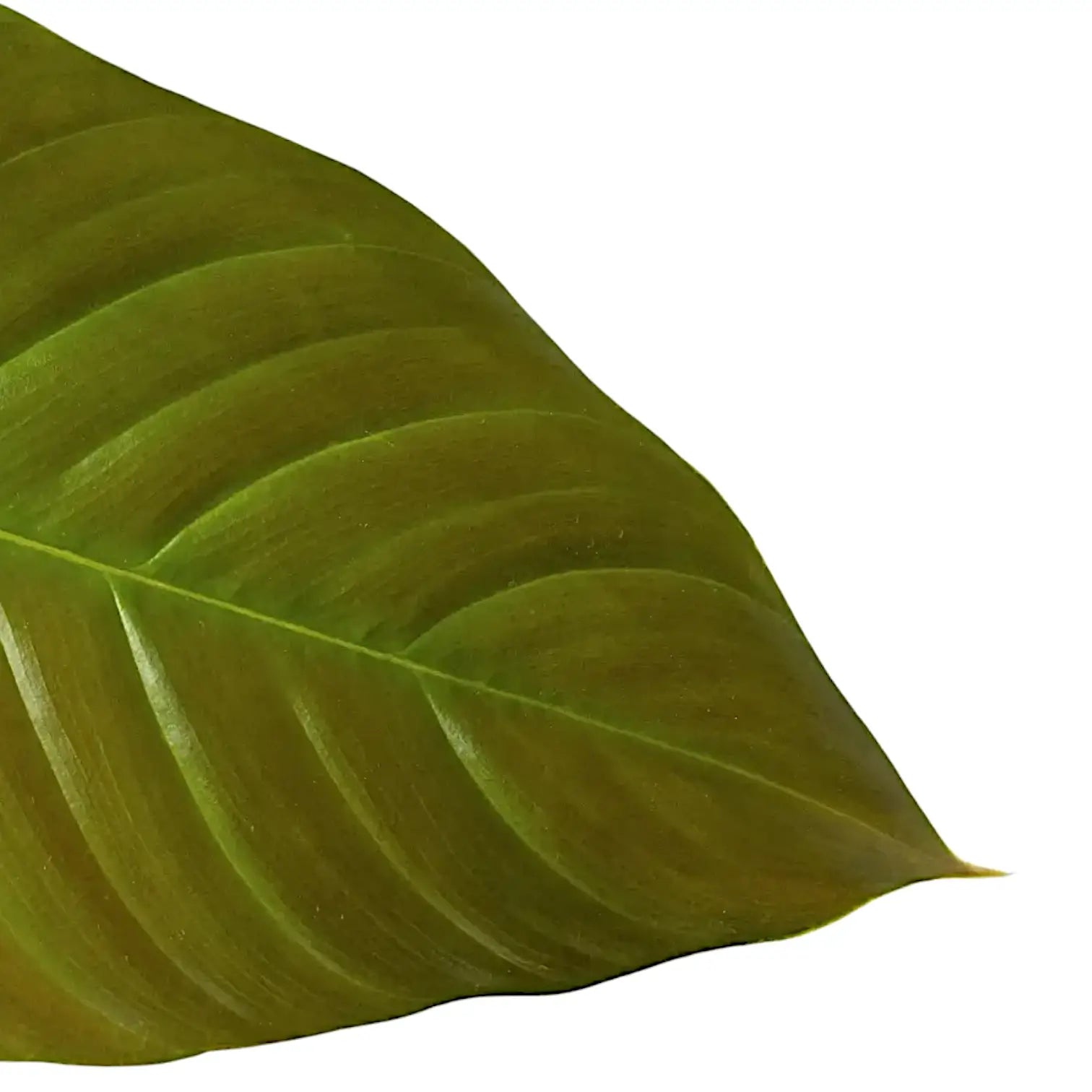 Philodendron grandipes close-up of leaf on white background.