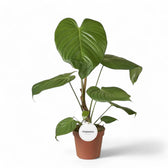Philodendron grandipes potted plant in nursery pot on white background.