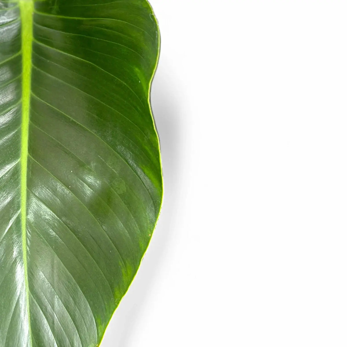philodendron green leaves Philodendron 'Green Beauty' – Foliage Factory