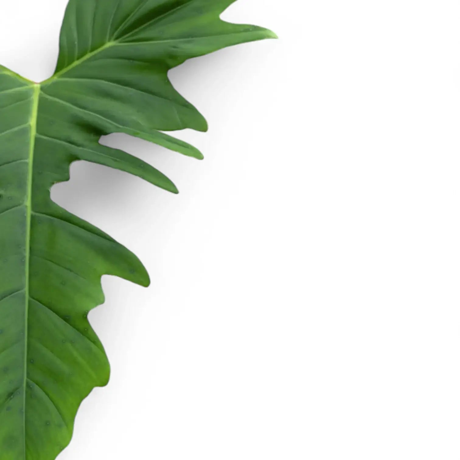 Philodendron 'Green dragon' – Blattdetail vor weißem Hintergrund..