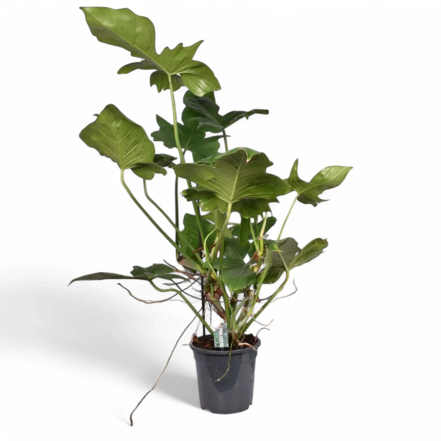 Philodendron 'Green dragon' potted plant in nursery pot on white background.
