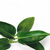 Philodendron 'Green princess' leaf detail on white background.