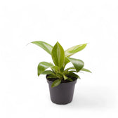 Philodendron 'Green princess' potted plant in nursery pot on white background.