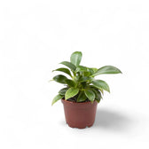 Philodendron 'Green princess' potted plant in nursery pot on white background.