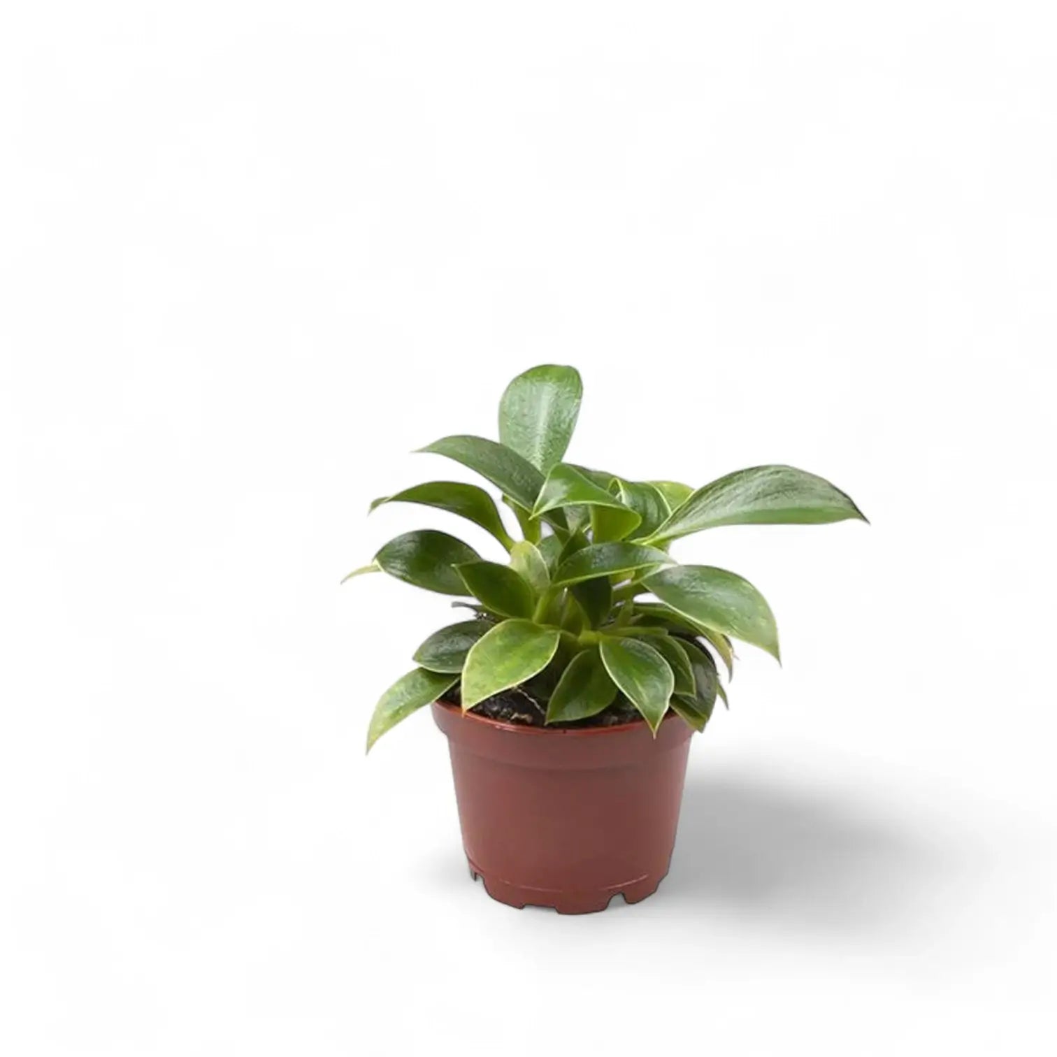 Philodendron 'Green princess' potted plant in nursery pot on white background.