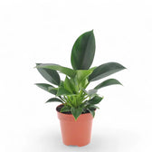 Philodendron 'Green princess' potted plant in nursery pot on white background.
