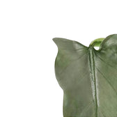 Nahaufnahme von Philodendron hastatum 'Silver queen' ('Silver Sword') vor weißem Hintergrund.
