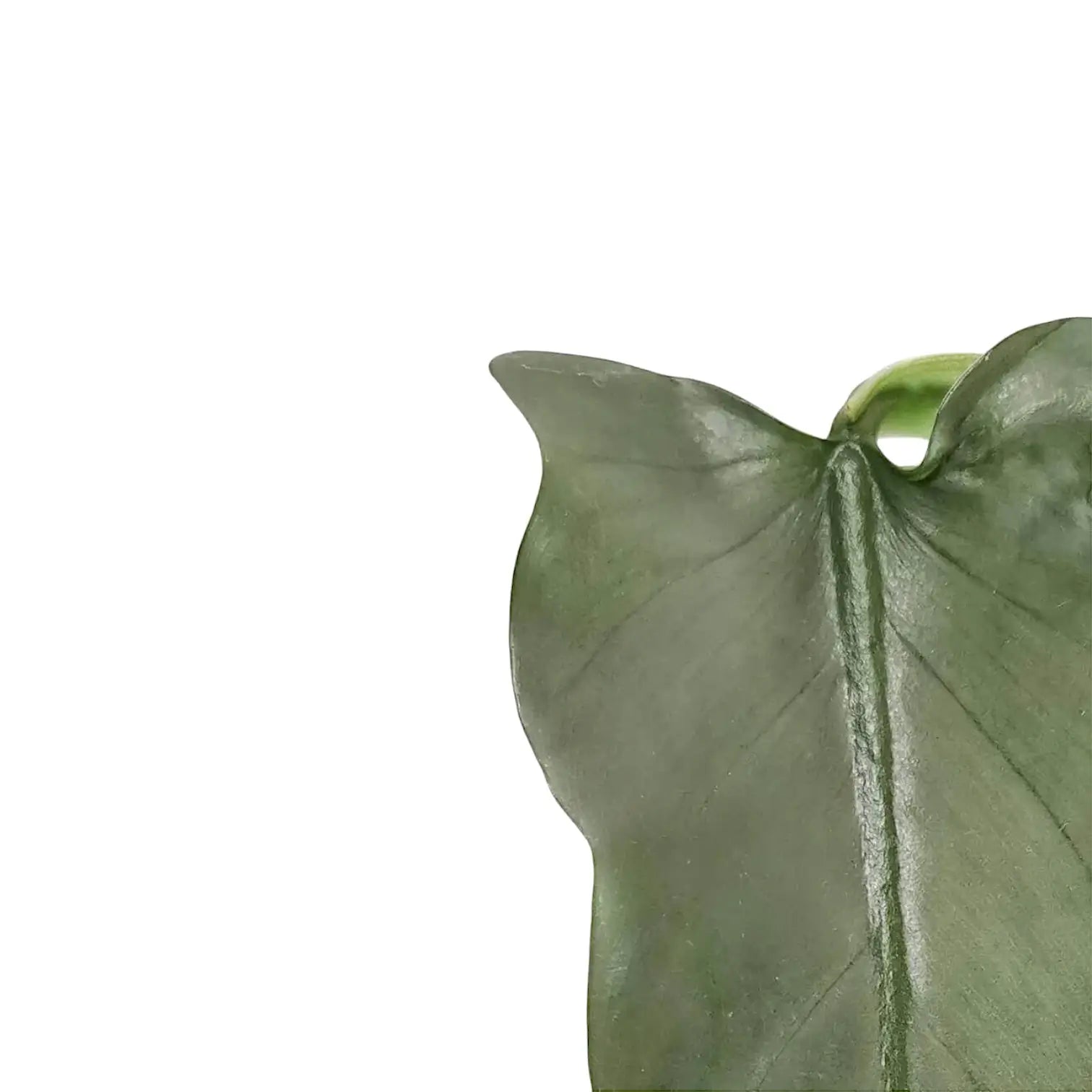 Nahaufnahme von Philodendron hastatum 'Silver queen' ('Silver Sword') vor weißem Hintergrund.