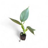 Philodendron hastatum 'Silver queen' ('Silver Sword') – Topfpflanze im Kulturtopf vor weißem Hintergrund, Produktfoto 2.