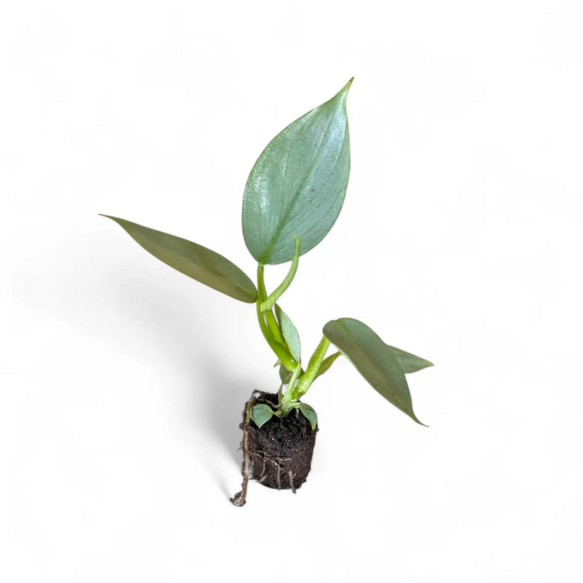 Philodendron hastatum 'Silver queen' ('Silver Sword') potted plant in nursery pot on white background.