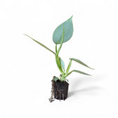 Philodendron hastatum 'Silver queen' ('Silver Sword') – Topfpflanze im Kulturtopf vor weißem Hintergrund, Produktfoto 3.