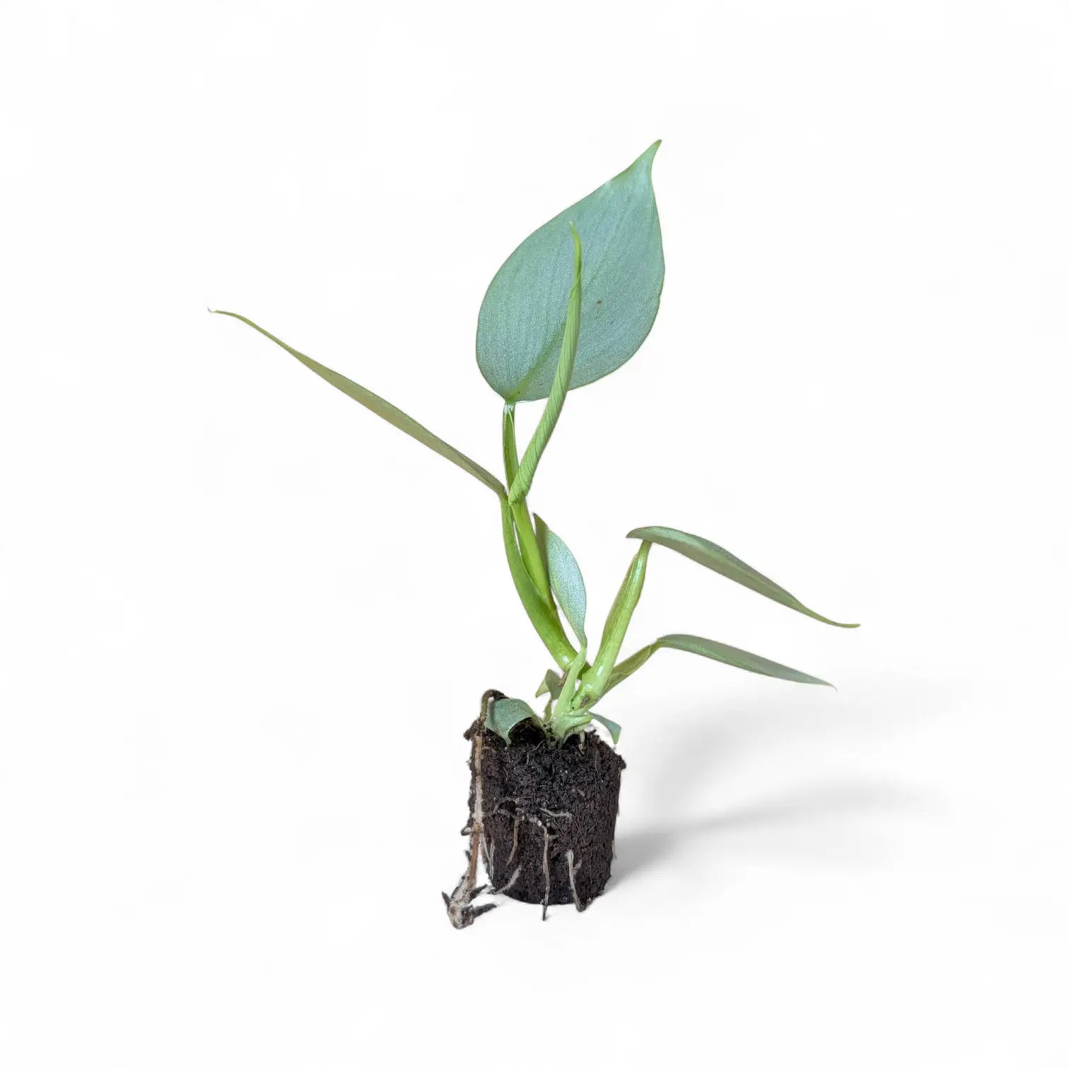 Philodendron hastatum 'Silver queen' ('Silver Sword') – Topfpflanze im Kulturtopf vor weißem Hintergrund, Produktfoto 3.