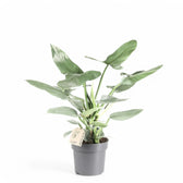 Philodendron hastatum 'Silver queen' ('Silver Sword') – Topfpflanze im Kulturtopf vor weißem Hintergrund, Produktfoto 4.