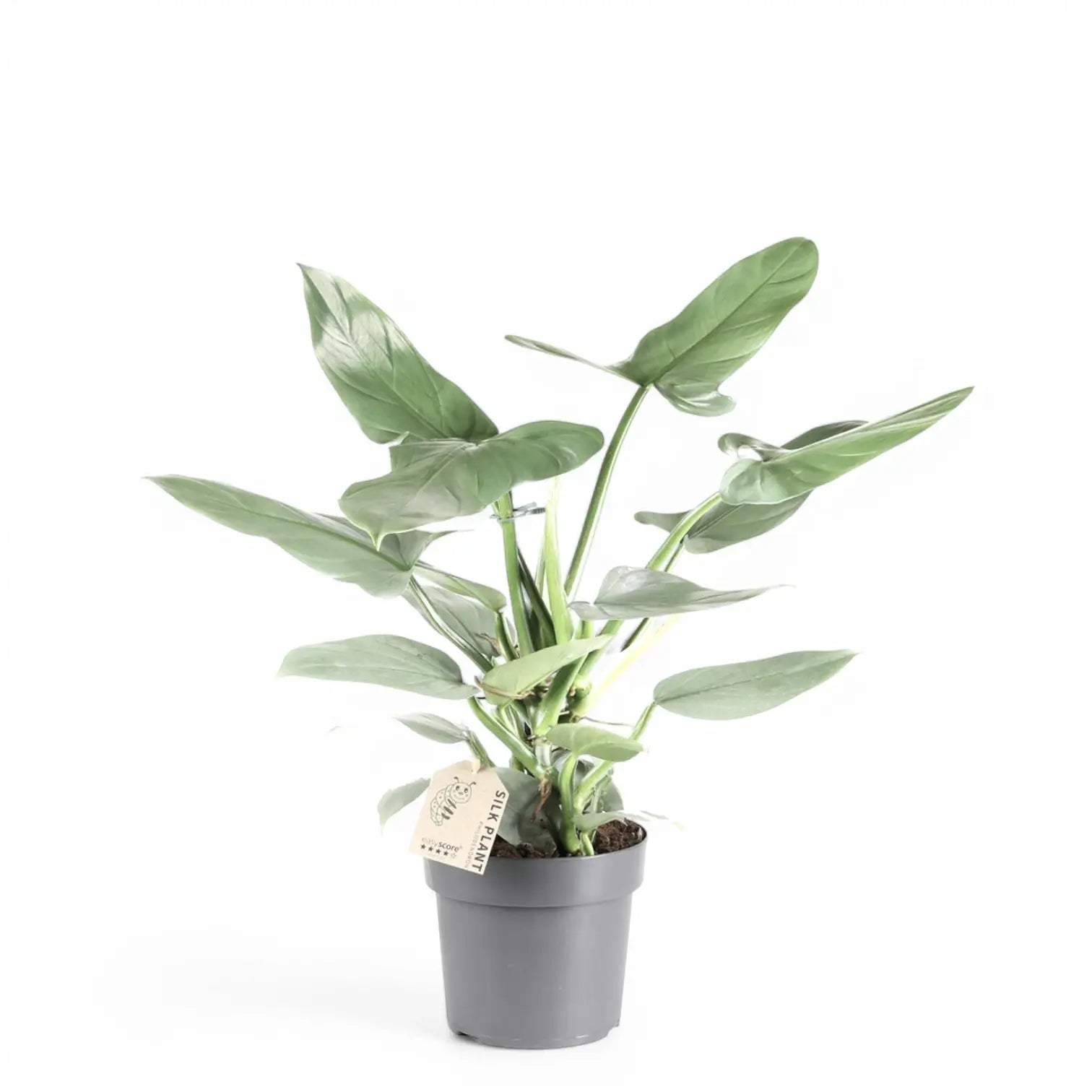 Philodendron hastatum 'Silver queen' ('Silver Sword') – Topfpflanze im Kulturtopf vor weißem Hintergrund, Produktfoto 4.