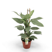 Philodendron hastatum 'Silver queen' ('Silver Sword') – Topfpflanze im Kulturtopf vor weißem Hintergrund, Produktfoto 6.