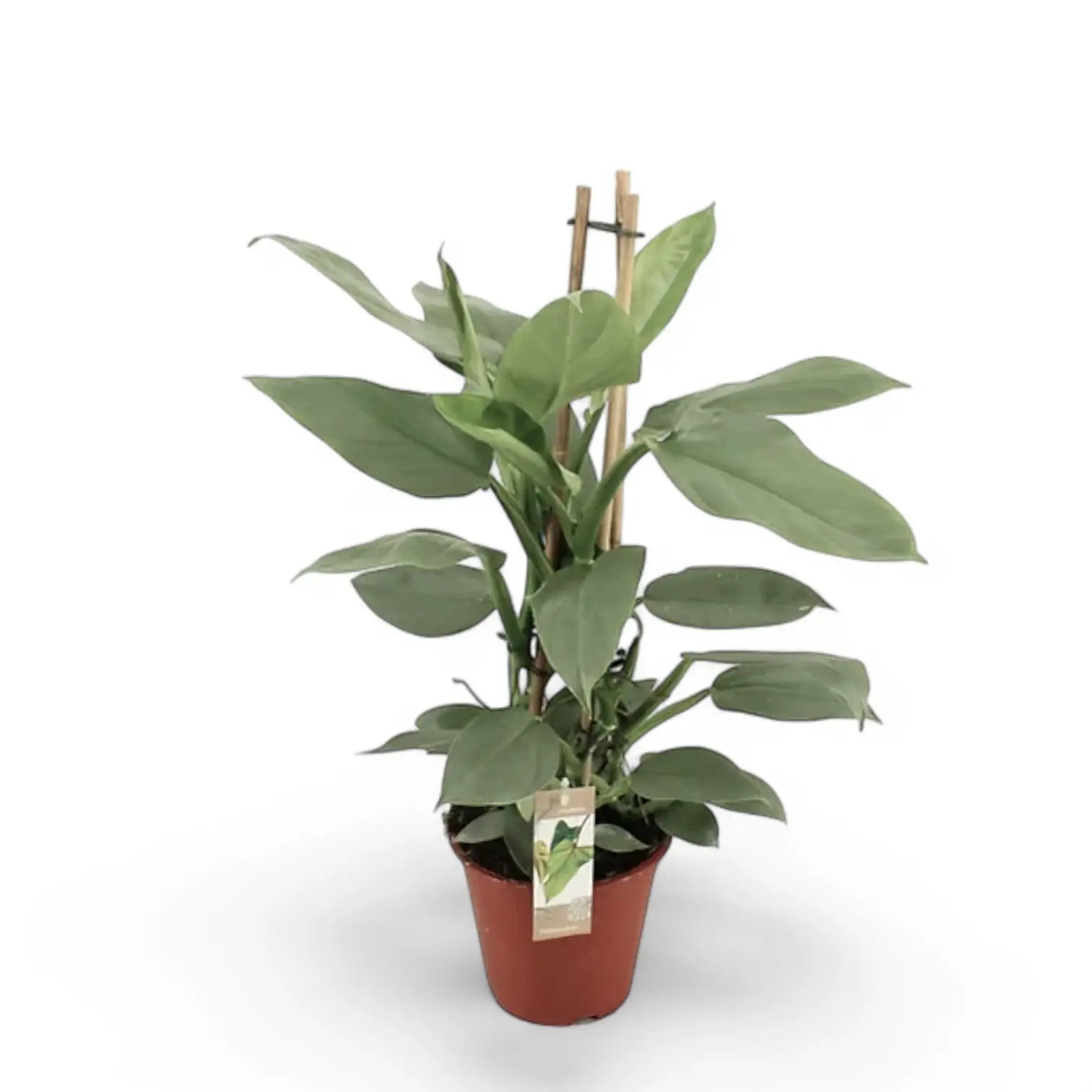 Philodendron hastatum 'Silver queen' ('Silver Sword') – Topfpflanze im Kulturtopf vor weißem Hintergrund, Produktfoto 6.